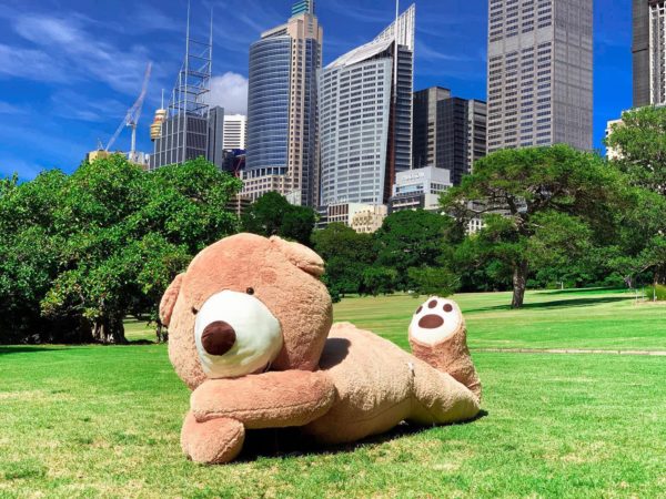Giant Teddy Bear Australia